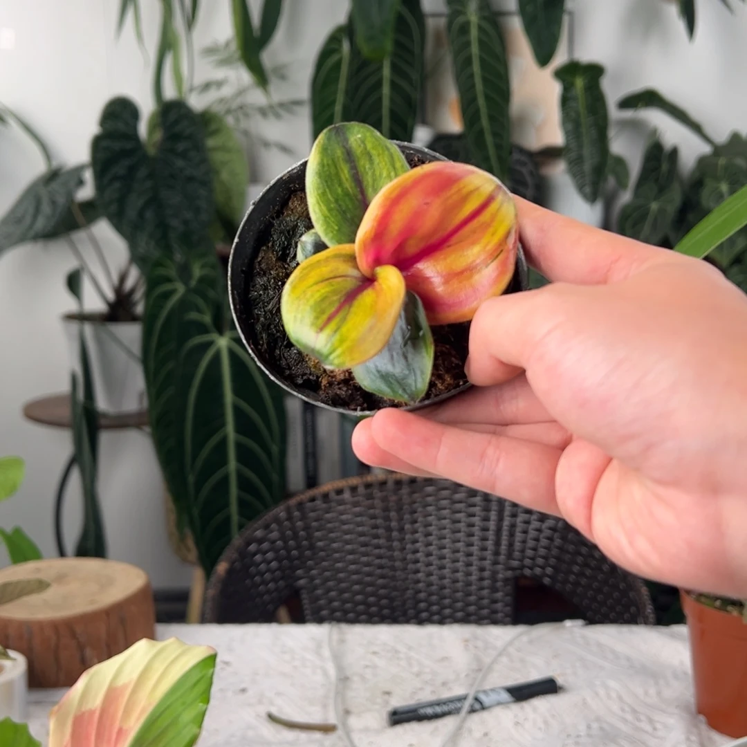 完全开放彩虹锦暗黑银波草