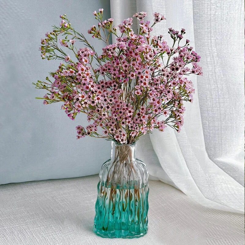 【超长待机】国产澳洲腊梅粉色5枝