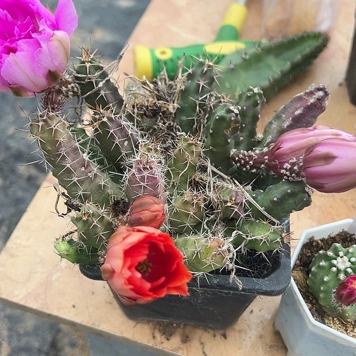 仙人球美花角1盆3颗