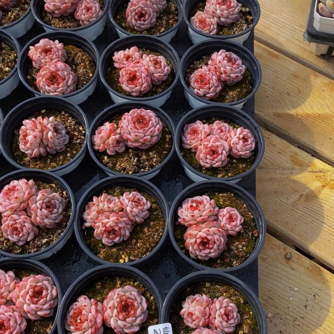 220多肉植物保护研究所所长的