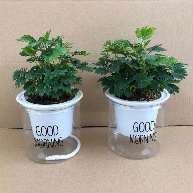 含羞草小盆栽室内阳台四季植物常青易种花卉怕羞草害羞草趣味植物