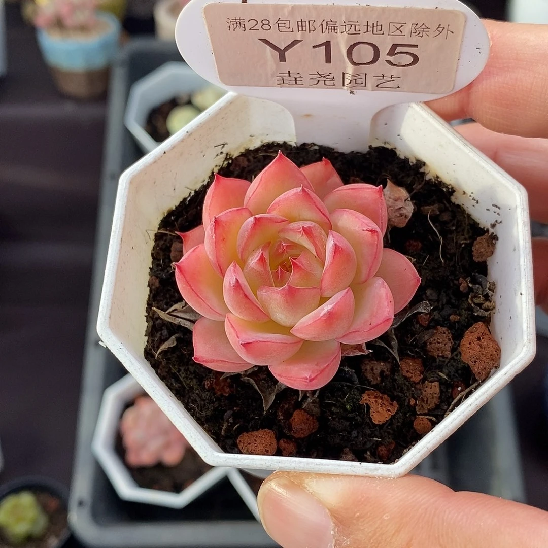 0105 粉水晶 4cm