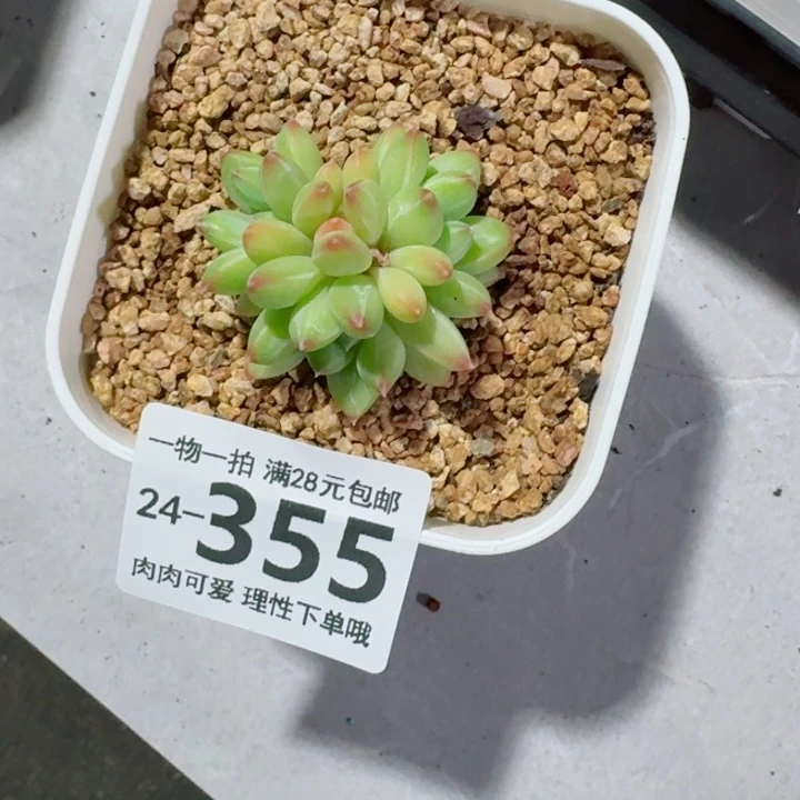 胖体青花瓷无盆土发货无