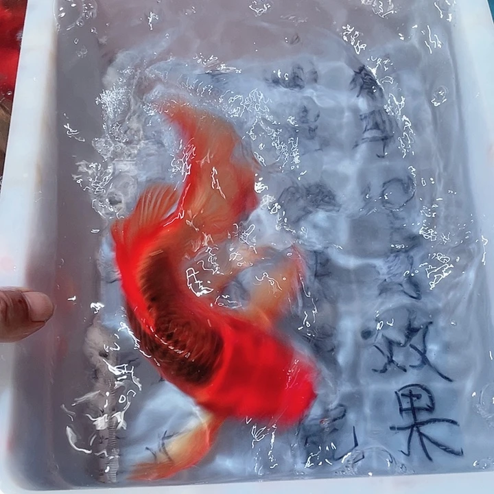 蝴蝶鲤鱼渔场直发12