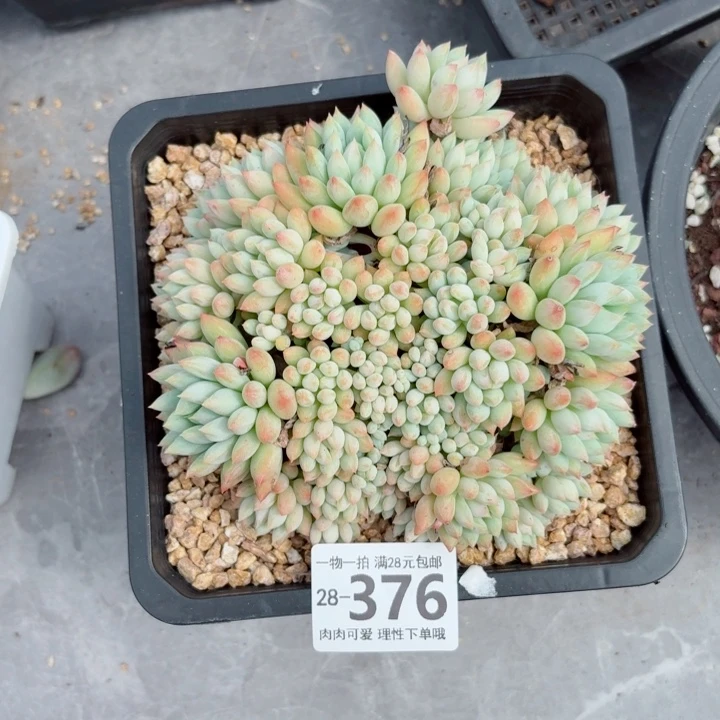 明珠多肉无盆土发货多