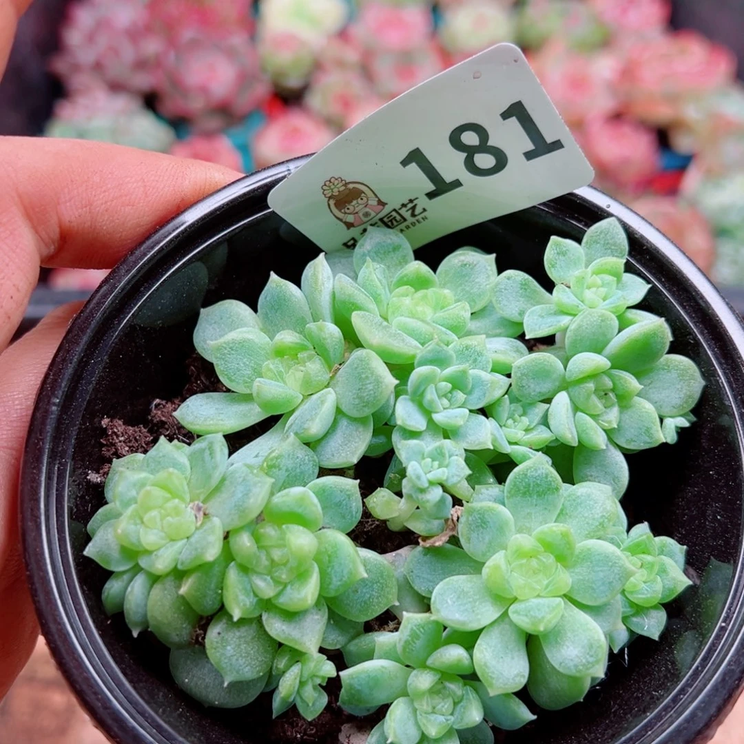 多肉植物多肉植物