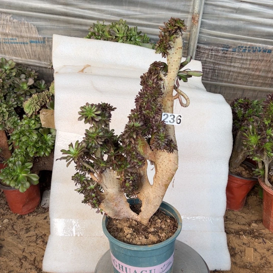 有伤黑缀236高度40厘米