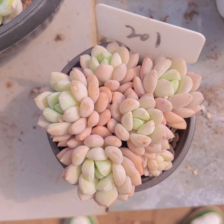 健健康康平平安安