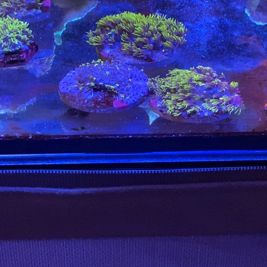 纽扣珊瑚草皮3不包损