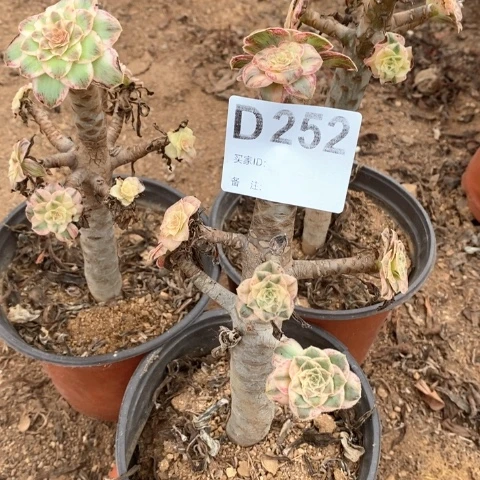 三***石法师多肉植物多肉植物法师252