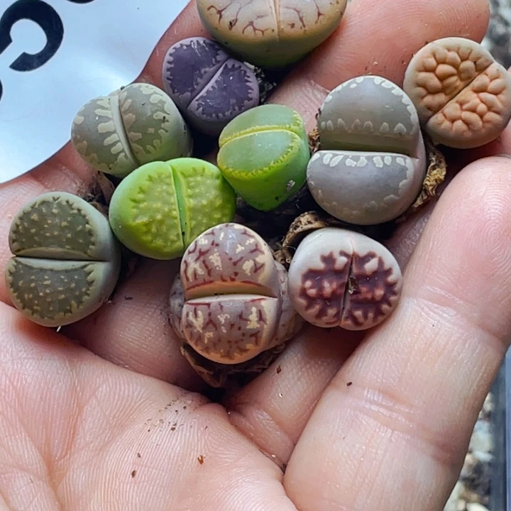 556彩混10颗l l l l l l l l l l l