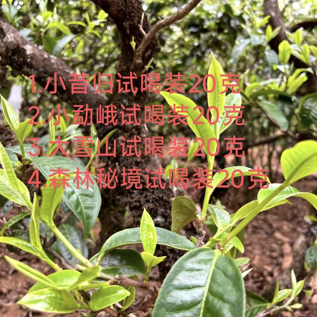 纯料春茶古树普洱茶口感丰富香气迷人茶样包