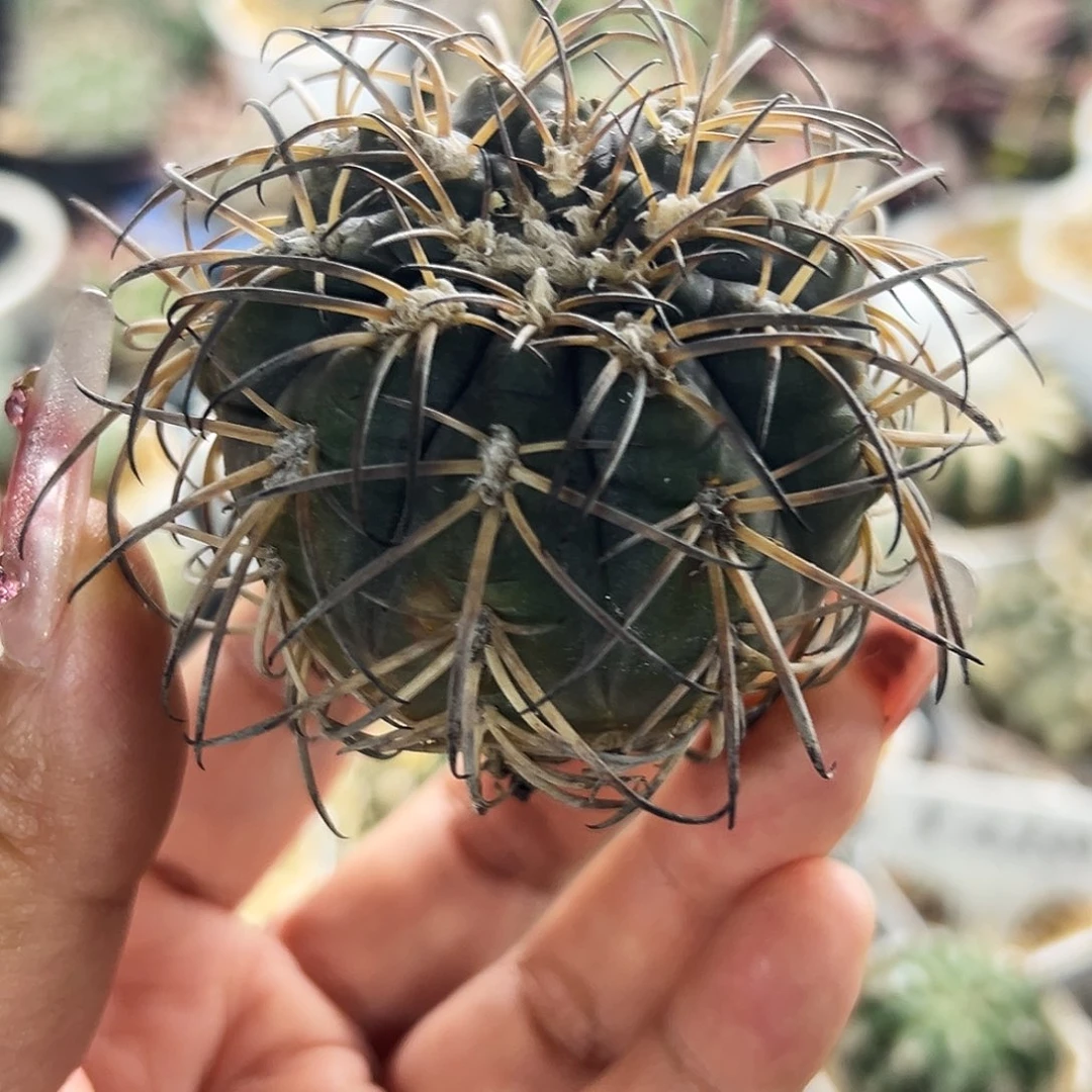 肤刺有根仙人球666666