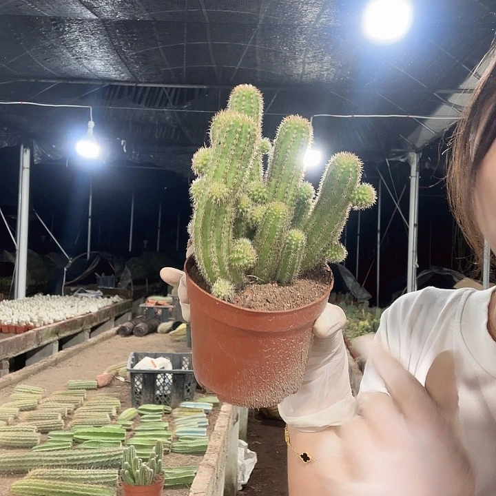 未知白檀清货版（掉头掉崽不售后）