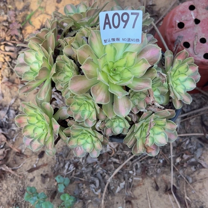 韶华多肉植物097.
