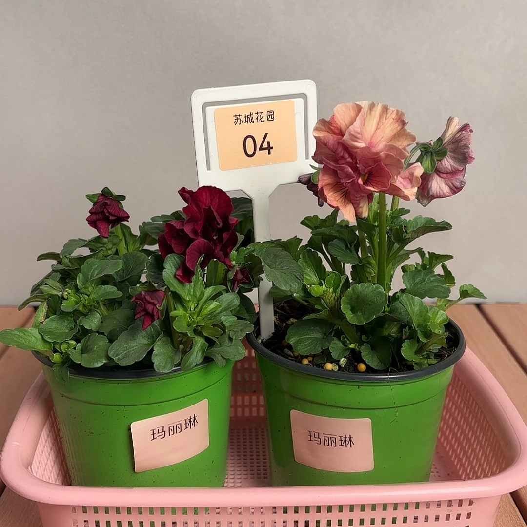 大部分开放少量花苞04