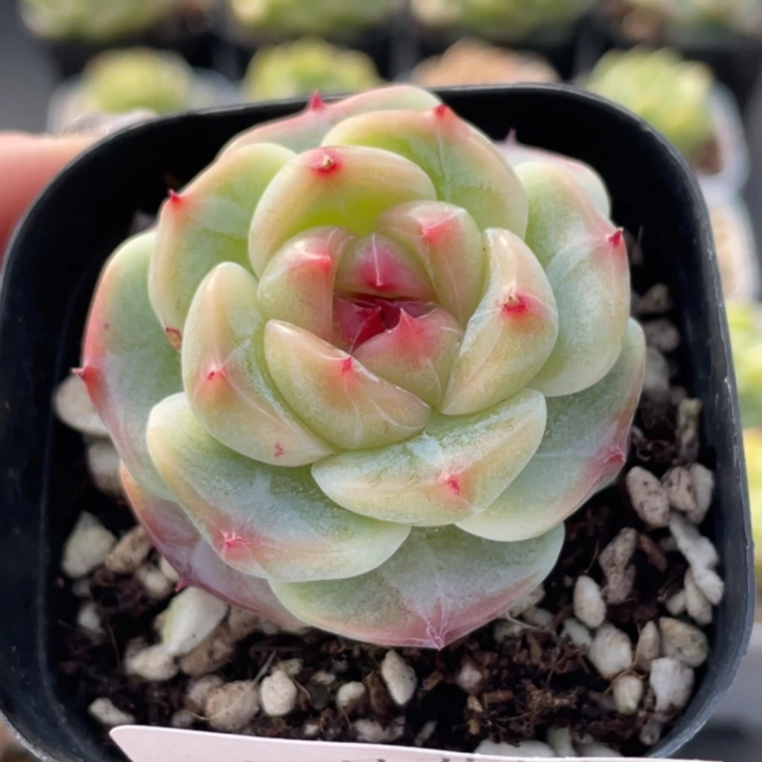 677号糖心冰心珍妮