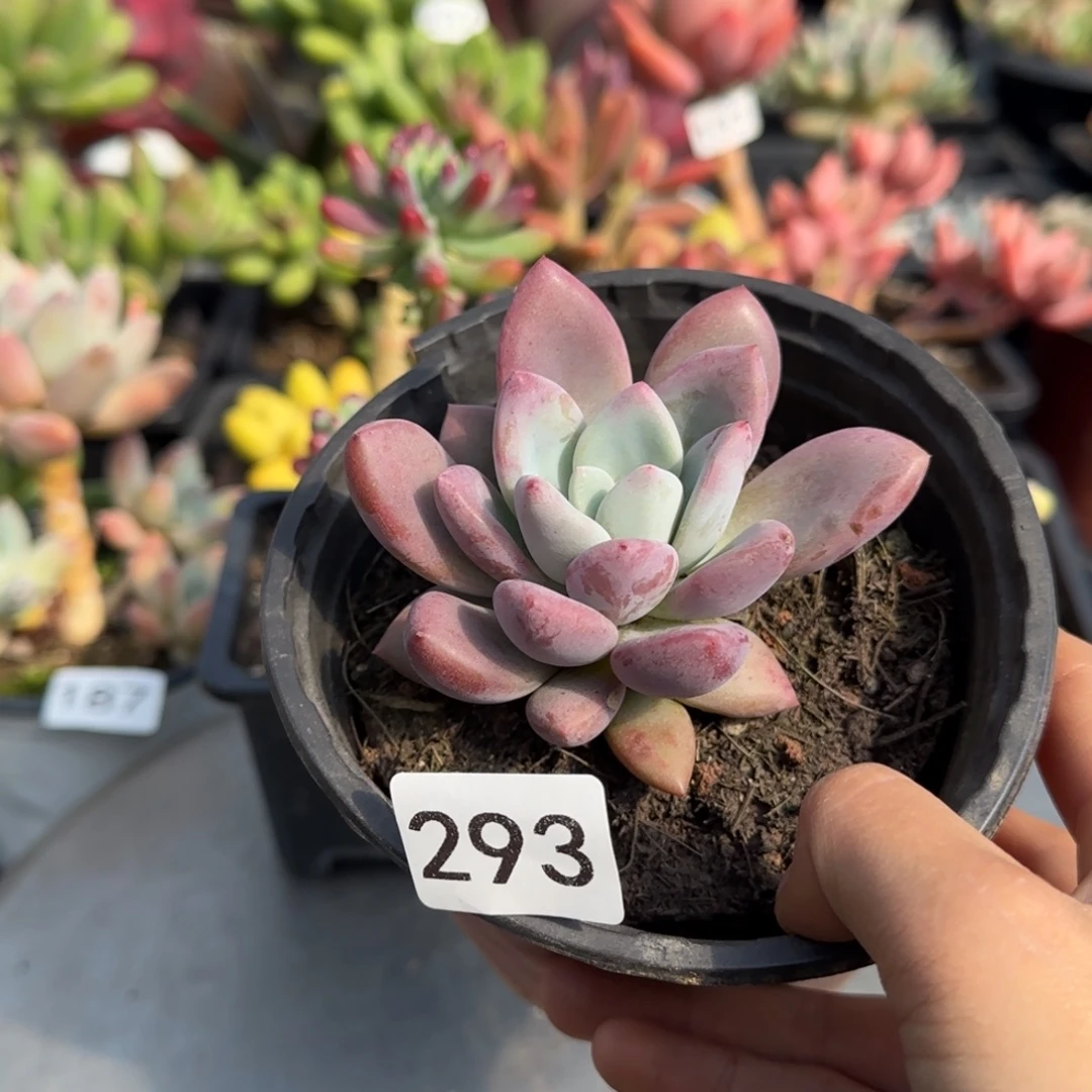 293号 一物一拍 一物一拍