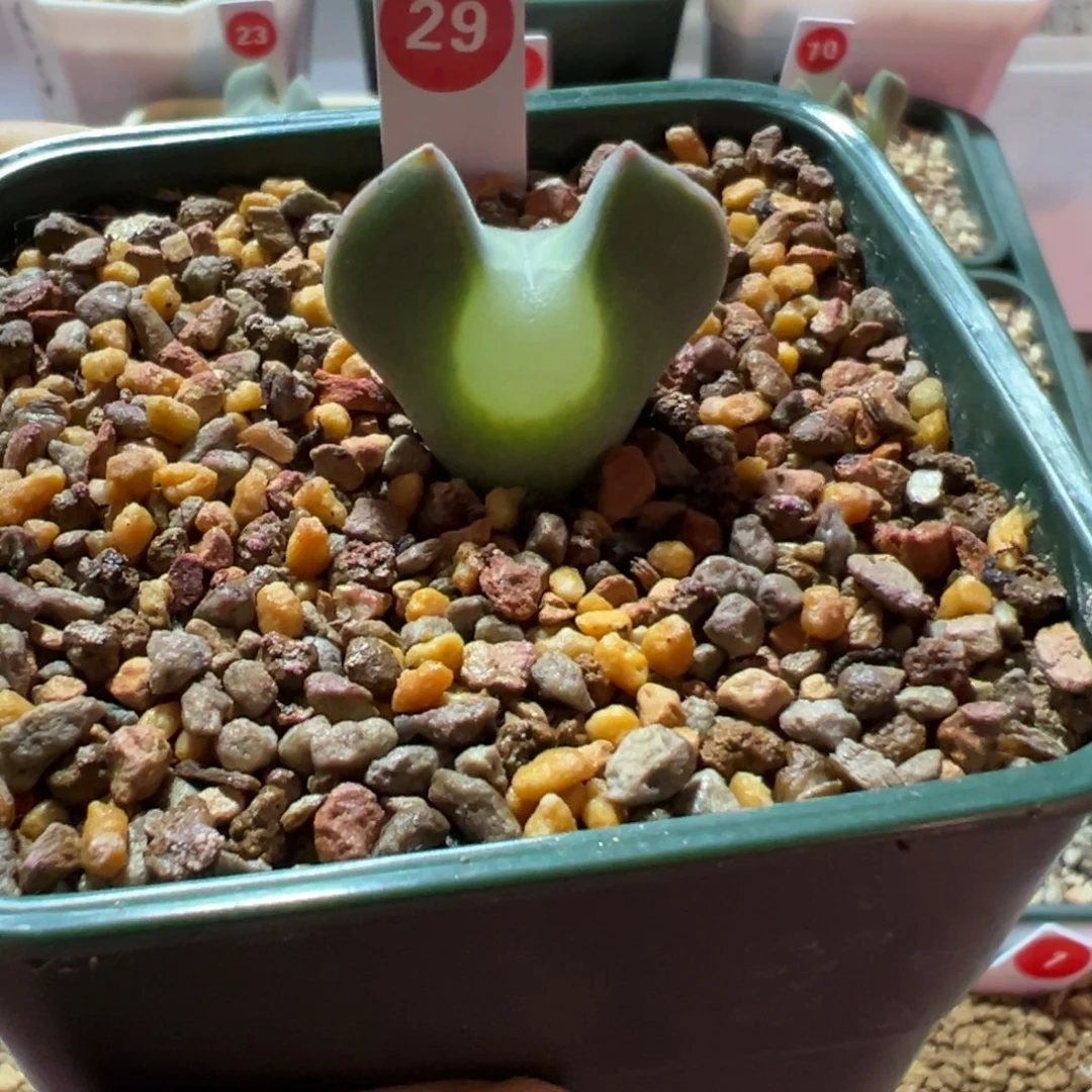 大眼睛肉锥，一物一拍