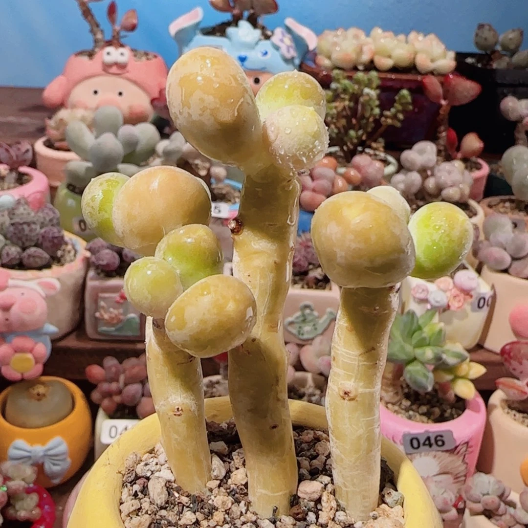 T可爱金蟾盆口4cm