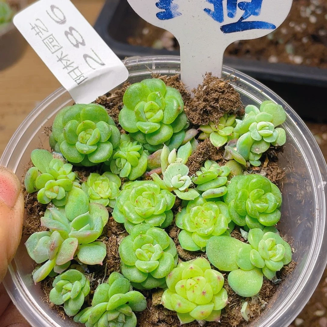 量拍多肉植物多肉植物286