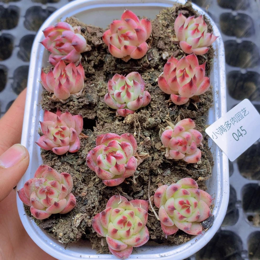 我要睡觉啦晚安了晚安了045