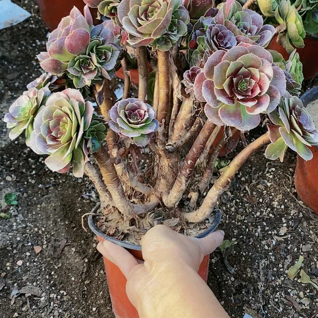 杜**呀697号厚叶荷兰玫瑰多肉植物