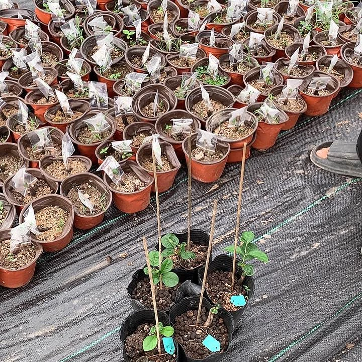 无花朵紫乙女嫁接苗59