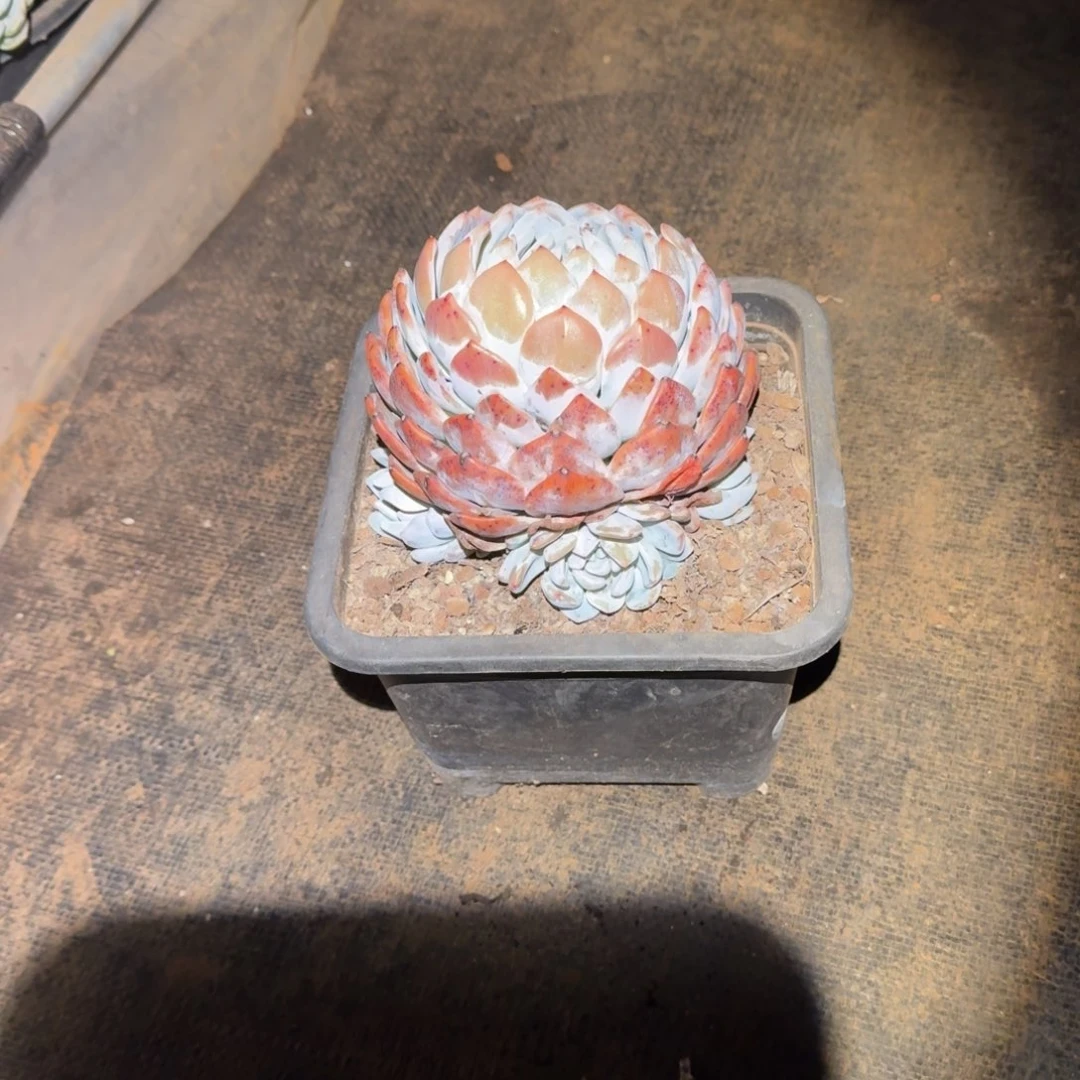 不开花植物180单头5号棚