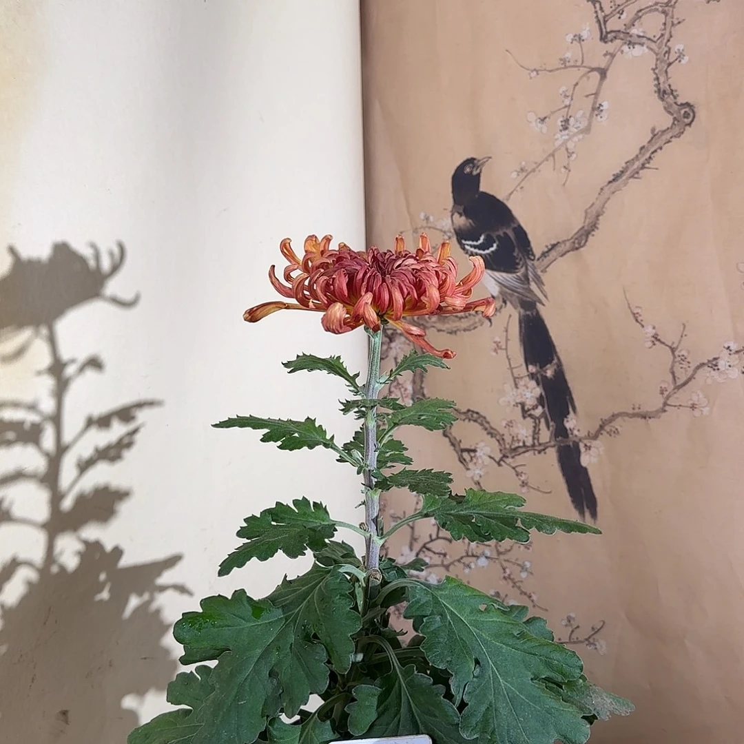 全部花朵F111111111