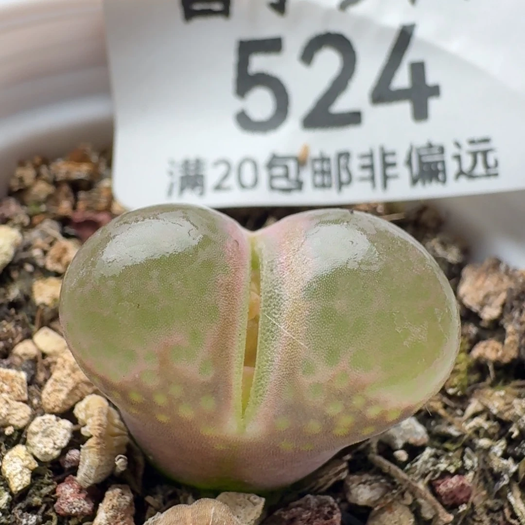 带盆土。