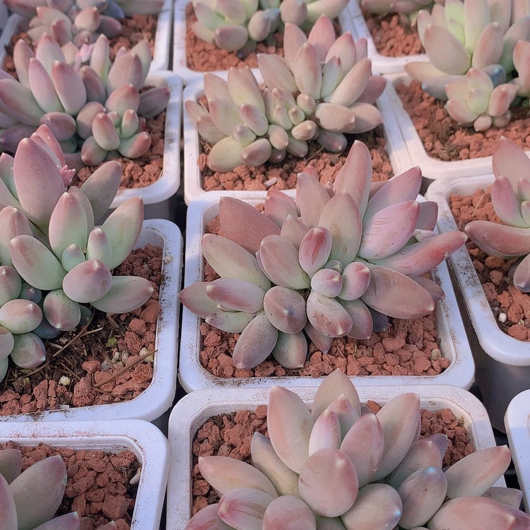 星空美人234677889990