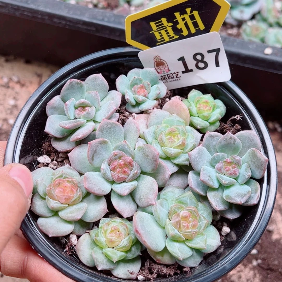 多肉植物多肉植物
