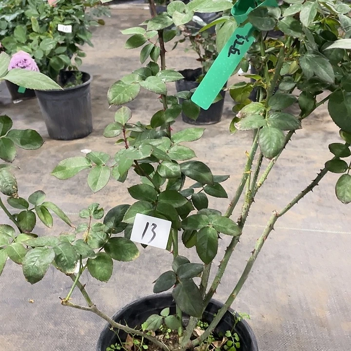 少量花朵（建议范围：2朵-5朵 或40%以下）13红丘