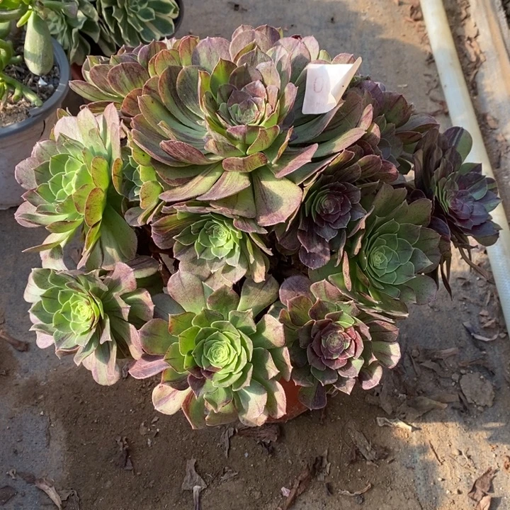 花月夜多肉断头不包0079