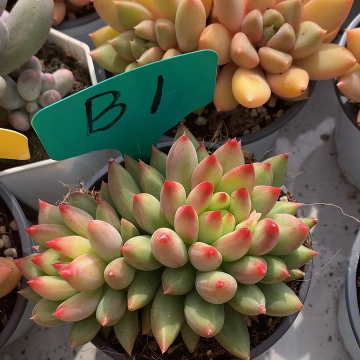 多日子合集72727373737