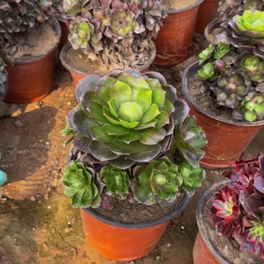 美龄玫瑰9.9多肉植物