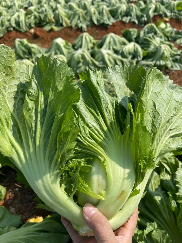 广西本地新鲜芥菜现摘现发包邮，可做泡酸菜