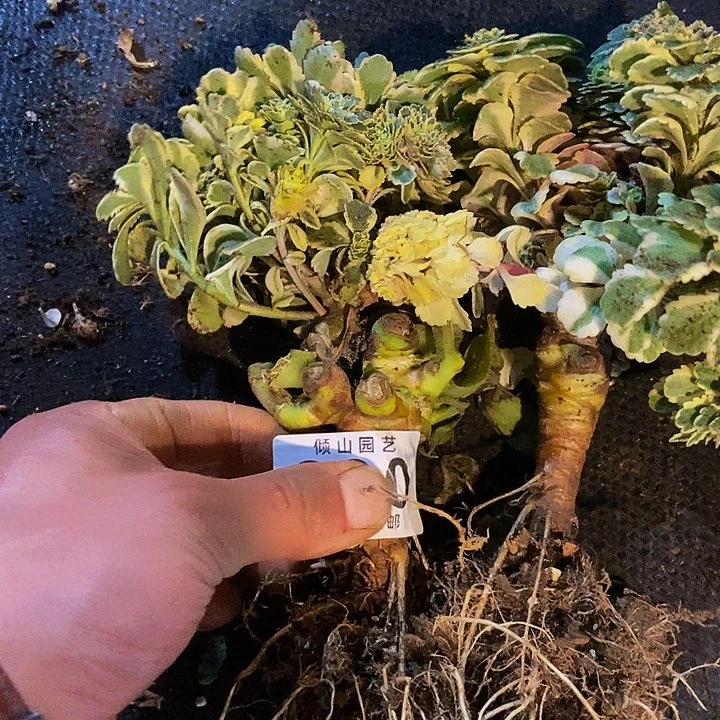 皮**裆890号亚特兰蒂诗