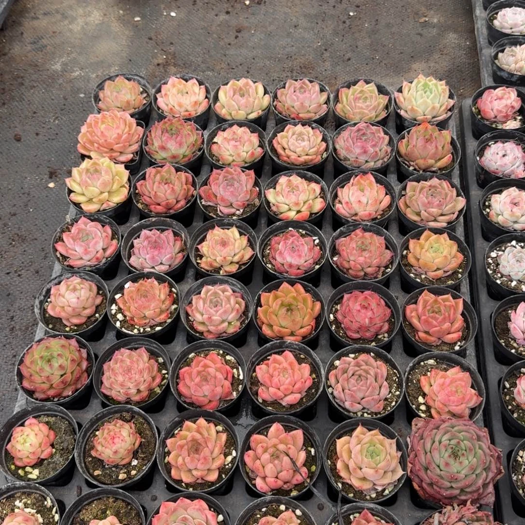 多肉杂交一物一拍17-41