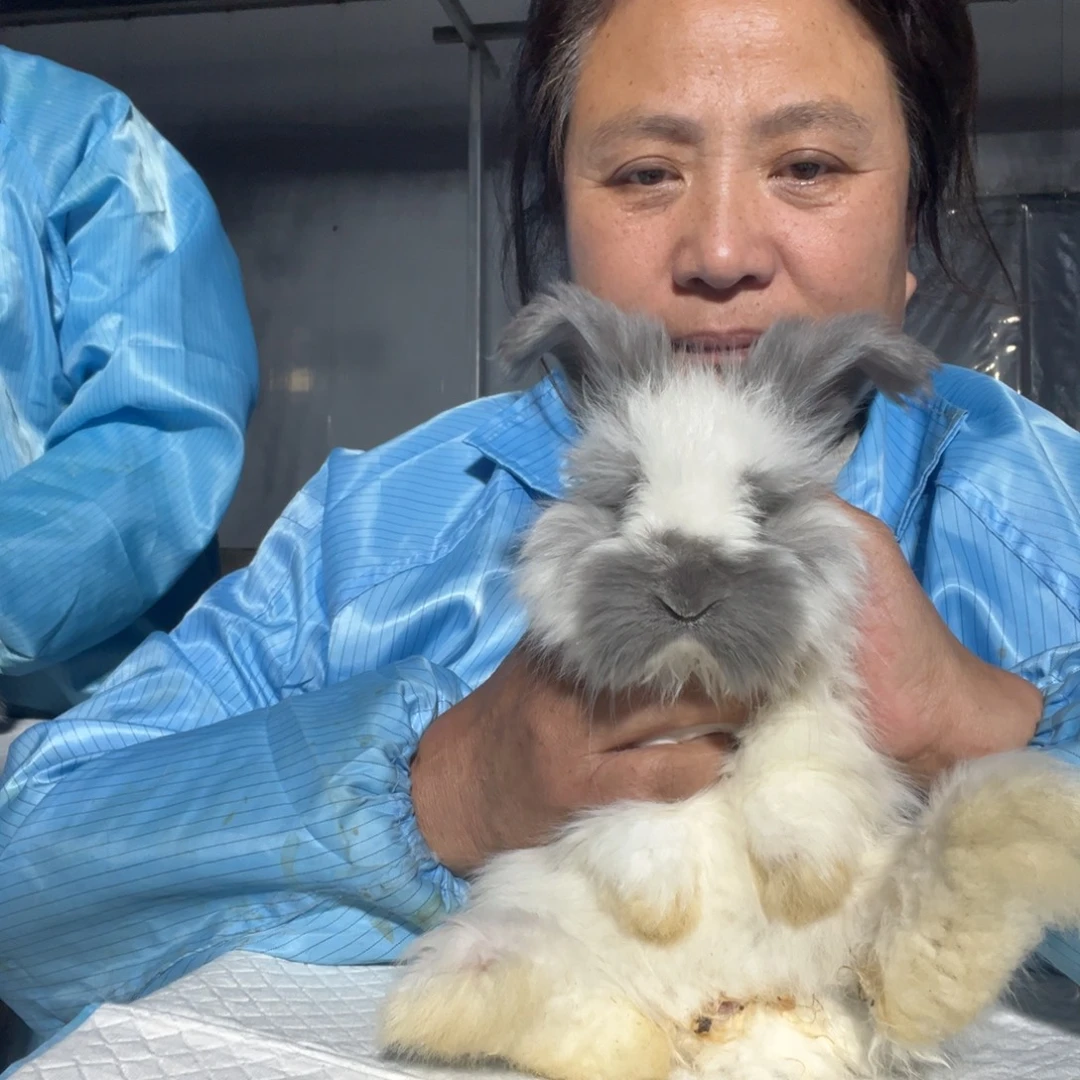 英系安哥拉宠物兔子