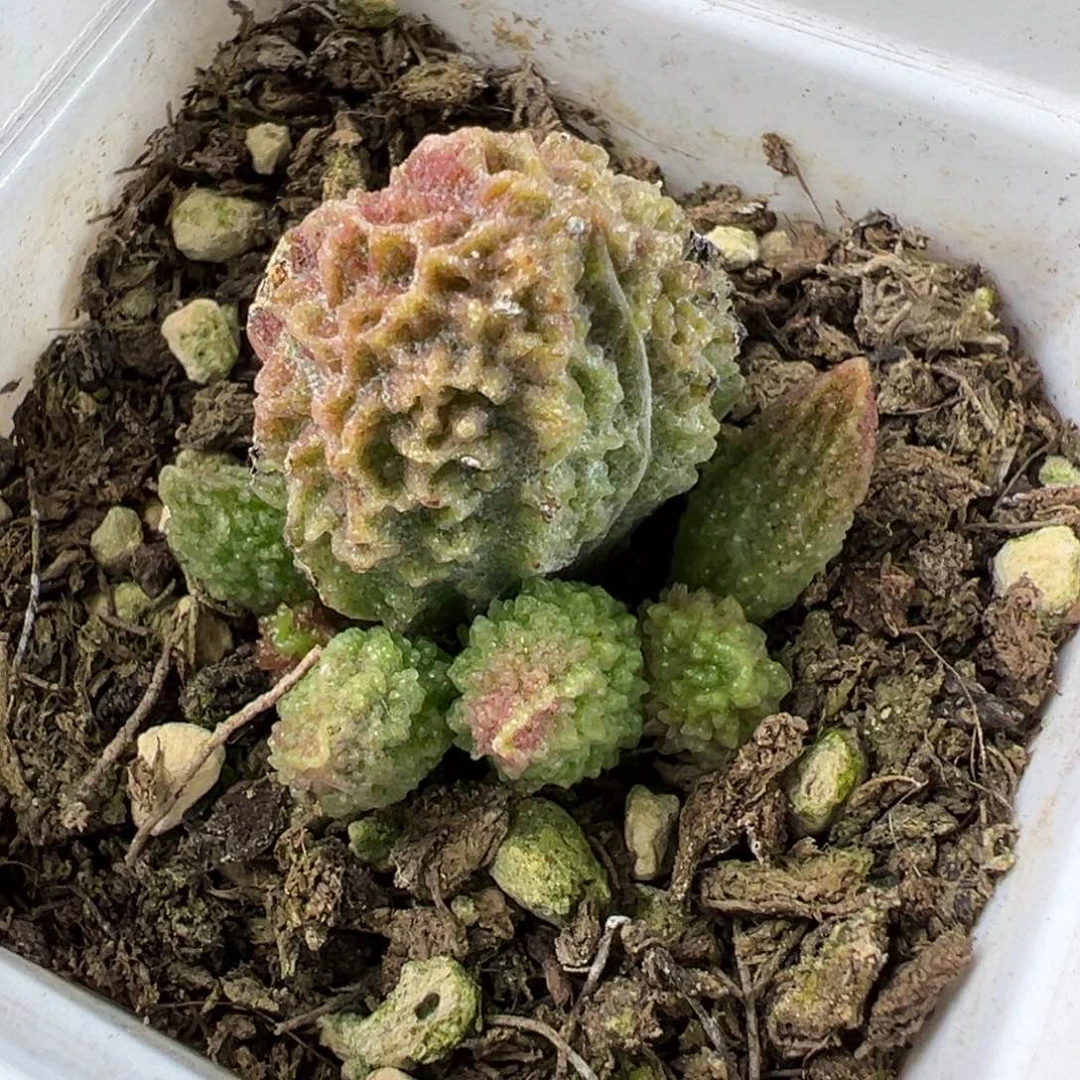 实生新品特价多肉植物水泡