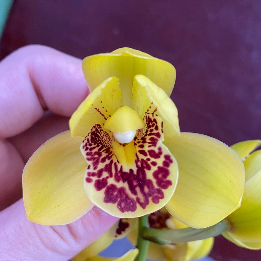 四季建兰【金中国】正格荷瓣清香型花期6-11月份