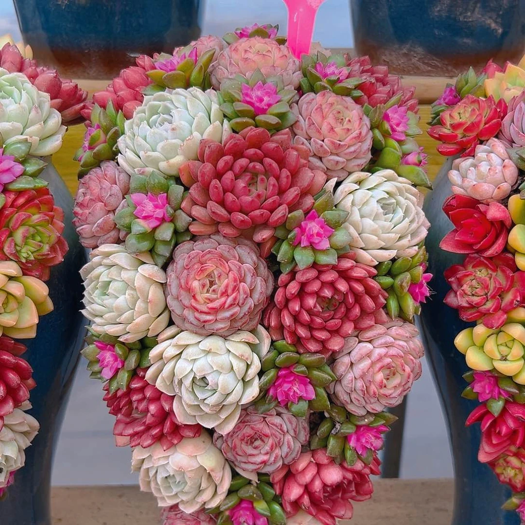 041凤凰月影多肉组合