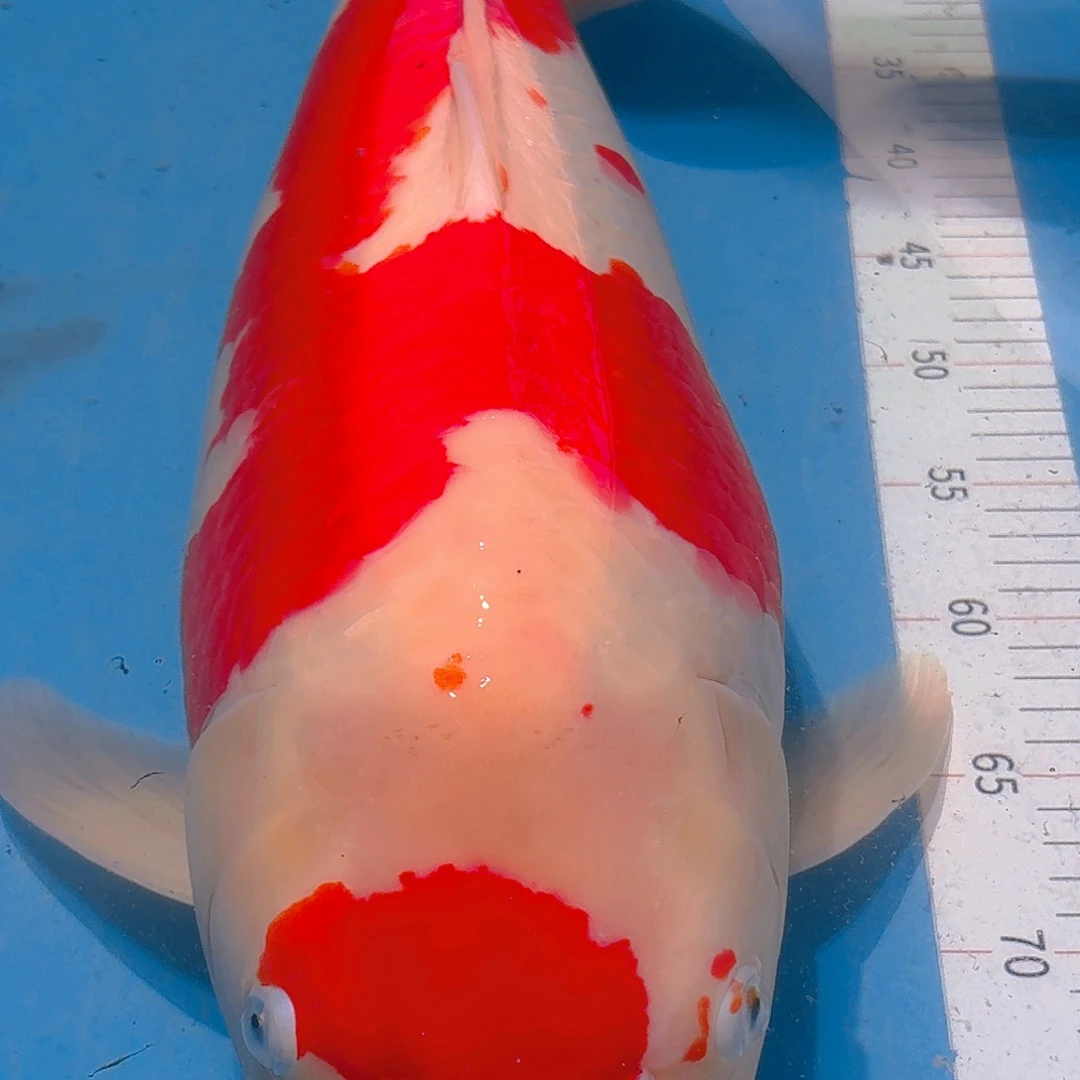 锦鲤锦鲤锦鲤锦鲤锦鲤