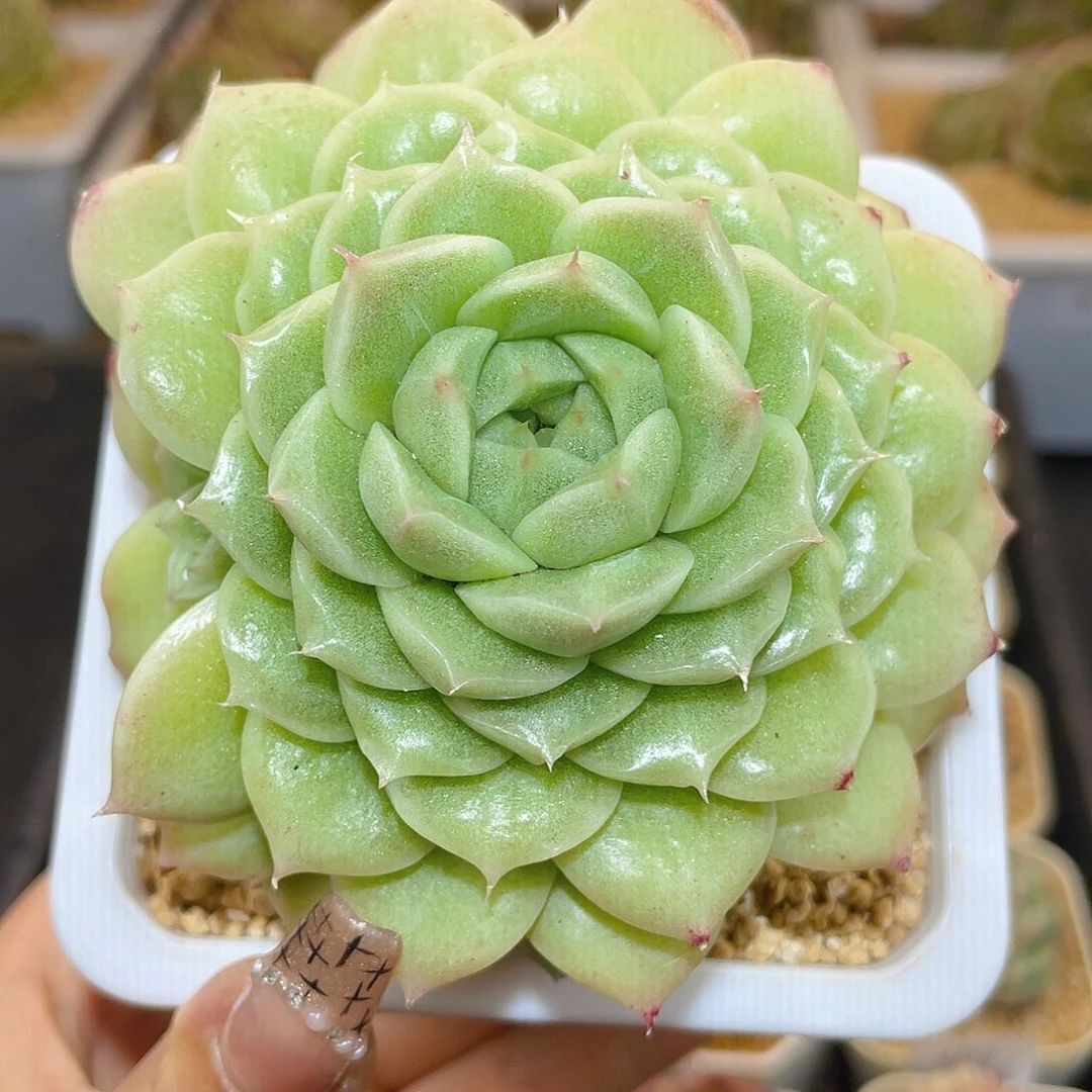 403冰白透珍妮哈哈哈