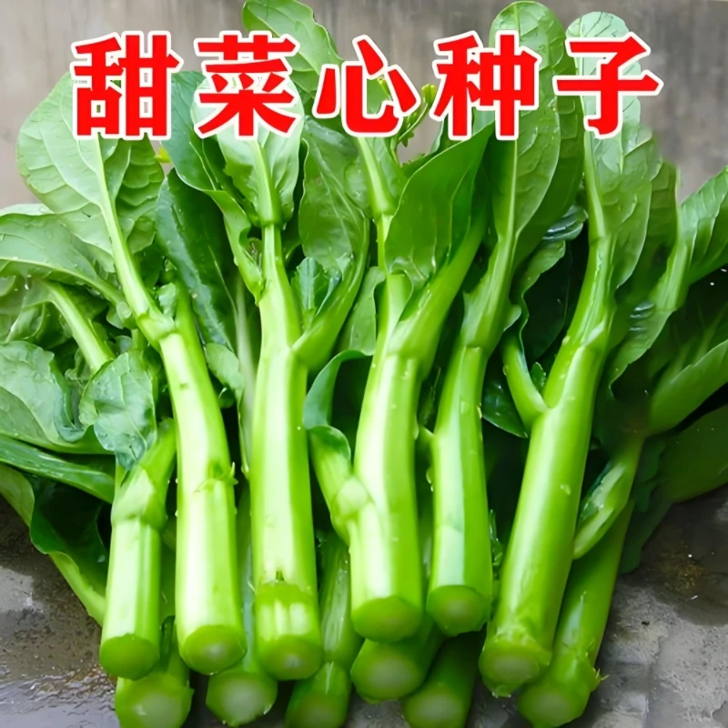 四季甜菜心种植25天收获青菜盆栽田园春秋冬季蔬菜种植广东油菜心