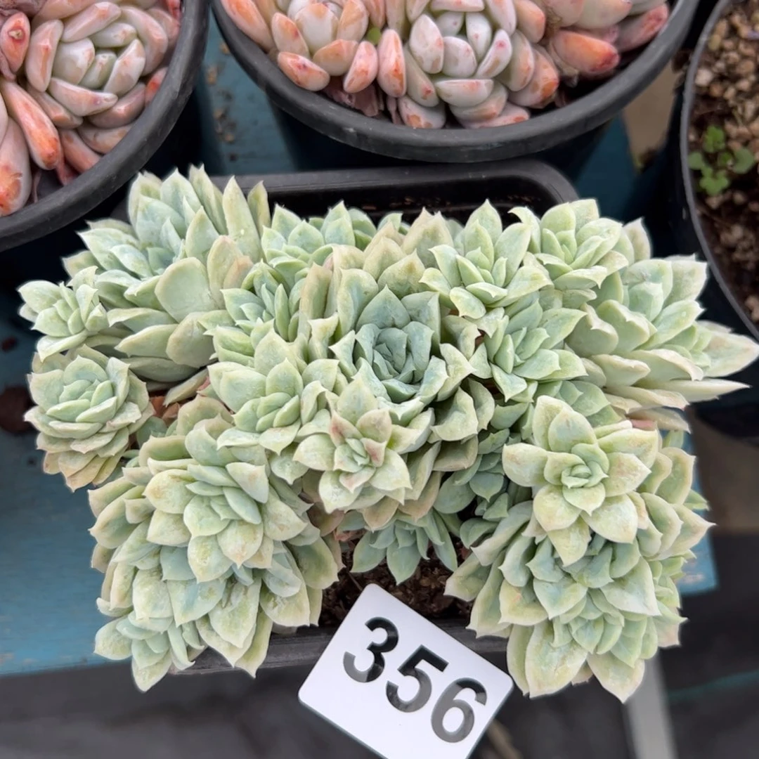 356 多肉植物组合盆栽