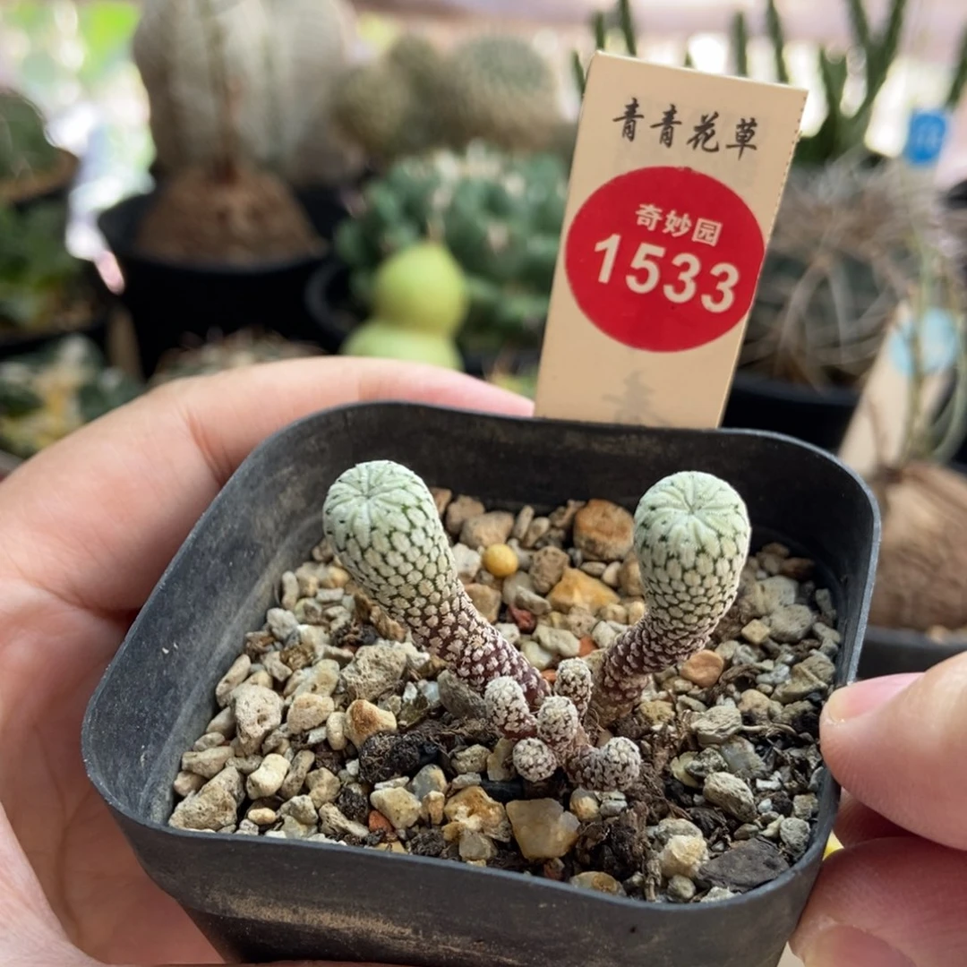 实生赤花精巧殿群侧面有斑