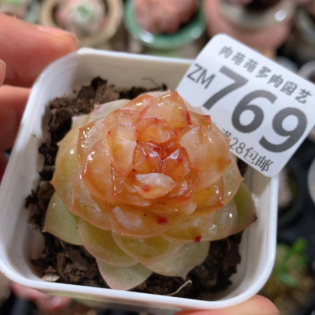 5CM拇指盆精控多肉ZM769